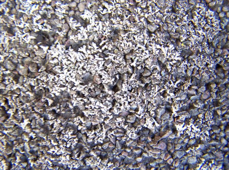 Lichen Growing between shingle granules and breaking off Asphalt Shingle Granules 